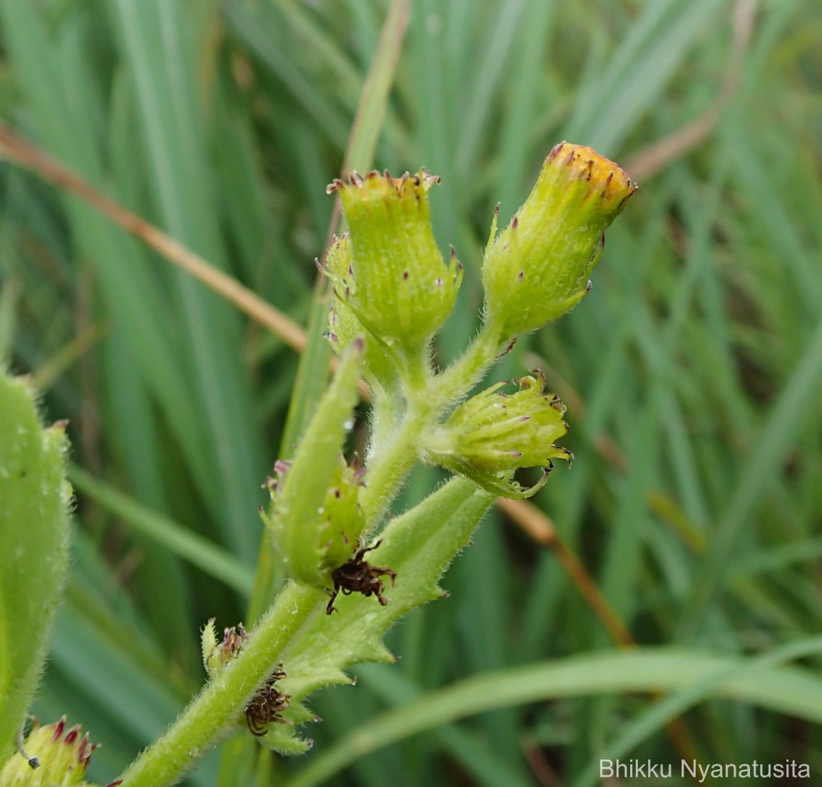 Gynura lycopersicifolia DC.